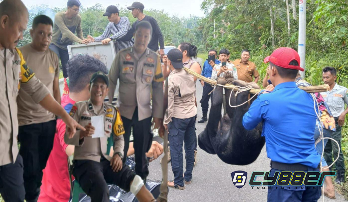 Saat Selamatkan Warga dari Ancaman Amukan Beruang, Polisi di Inhu Terluka di Kaki